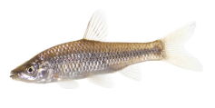 blauwband_237px-2